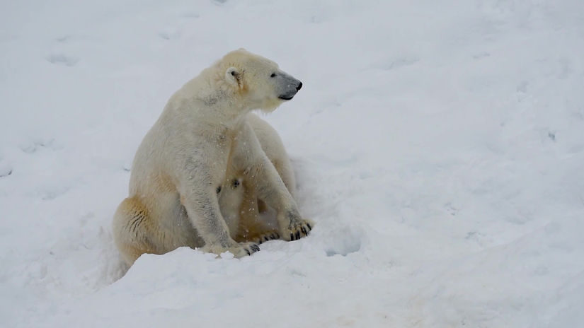 Polar Bear and Cub